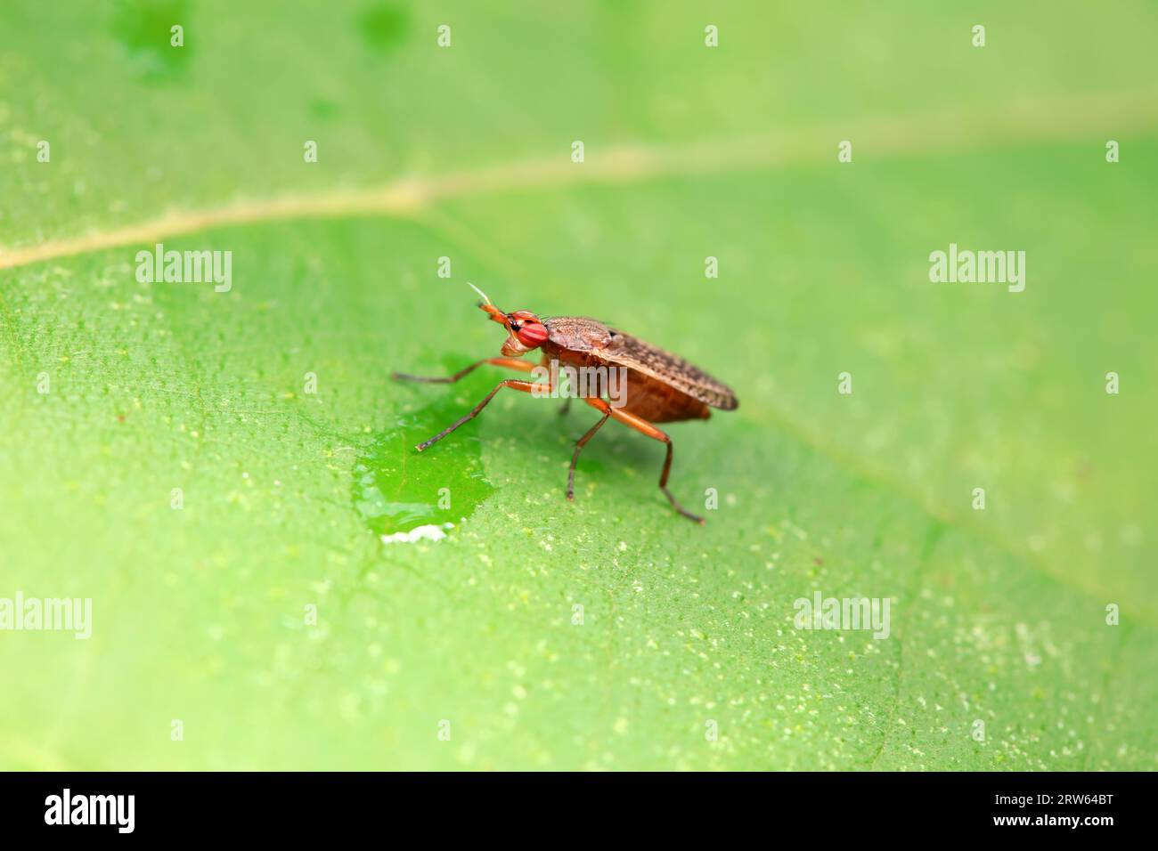 Flies on wild plants, North China Stock Photo - Alamy
