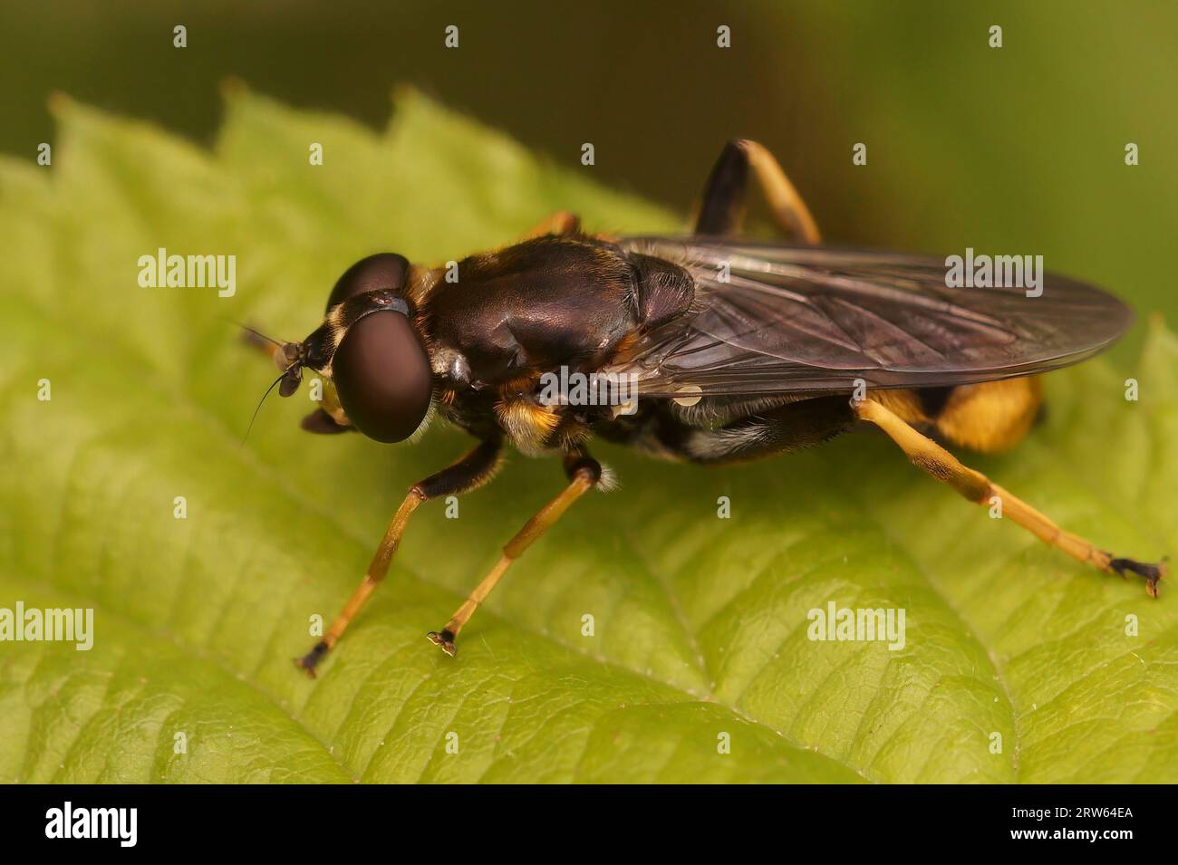 Natural closeup on a golden-tailed leafwalker hoverfly, Xylota sylvarum sitting on a green leaf in the forest Stock Photo