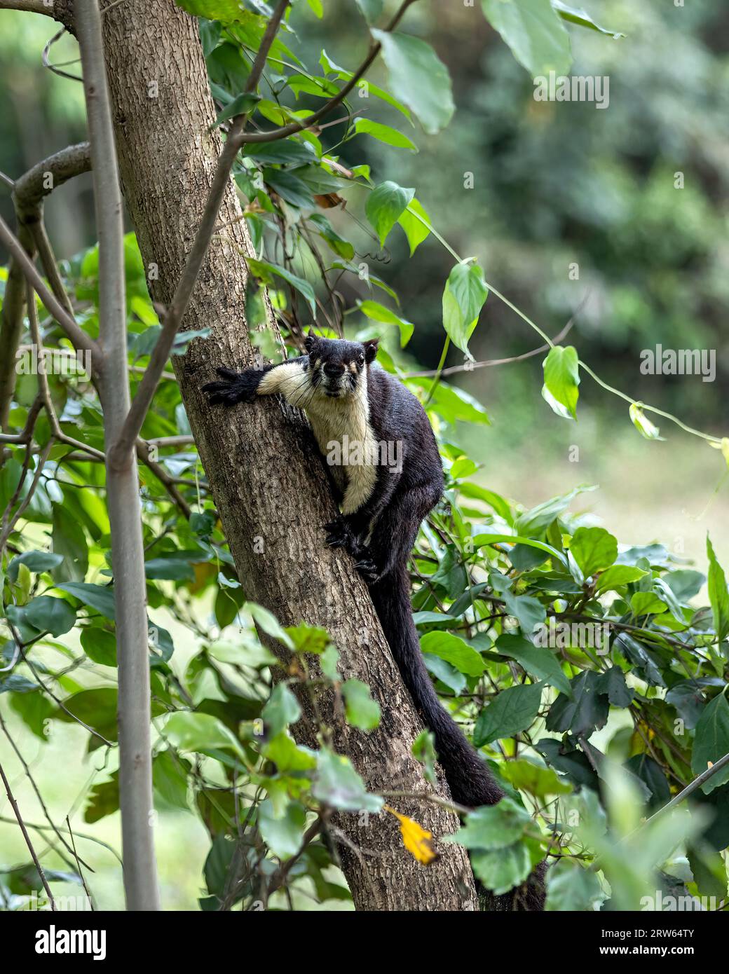 Malayan Giant Squirrel perched on a tree trunk inquisitively staring at the camera Stock Photo