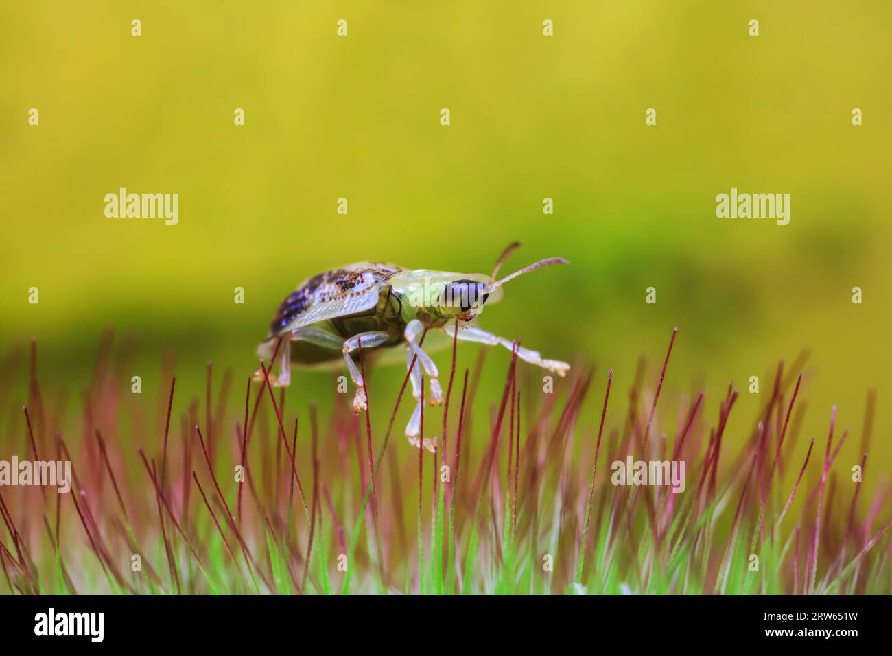 Hispidae family insect crawl on plants, North China Stock Photo - Alamy