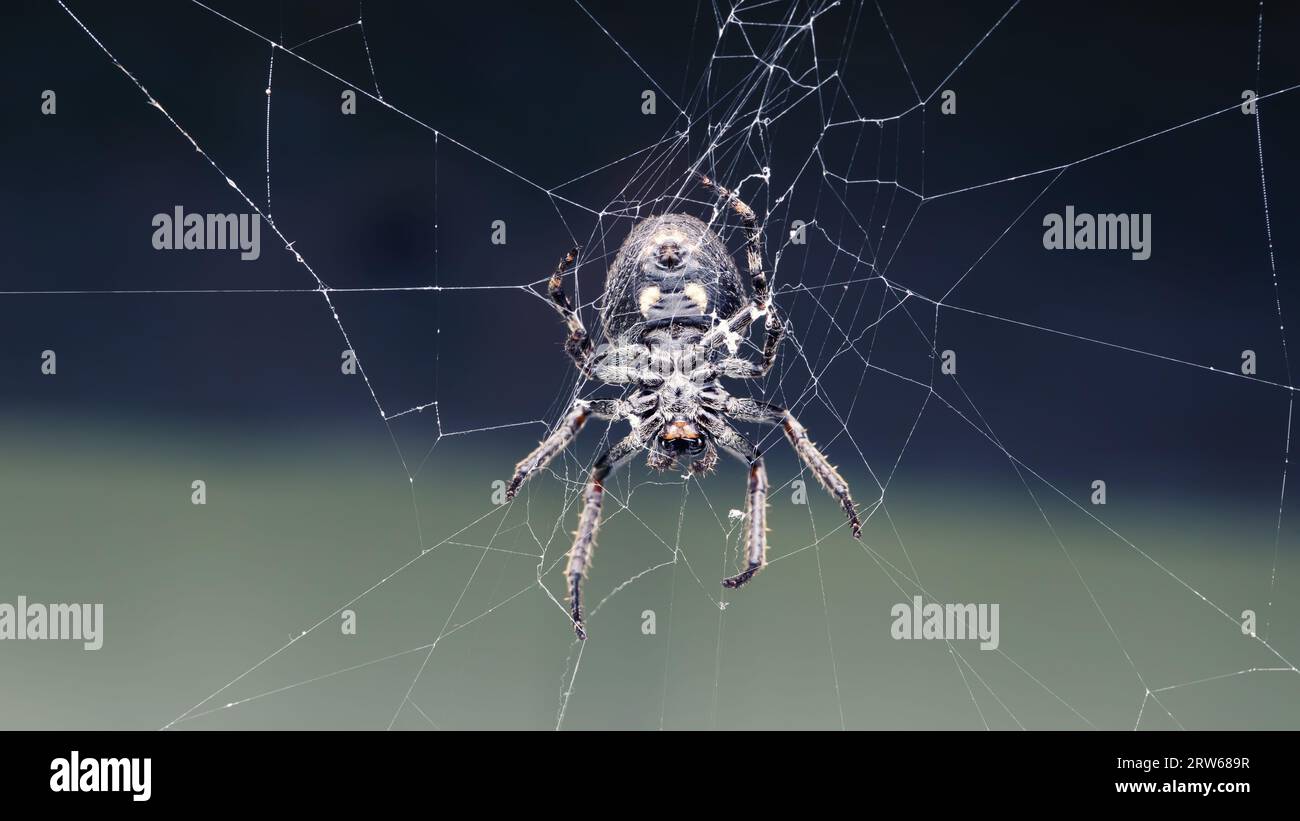 Spider waiting for prey in spider web Stock Photo - Alamy