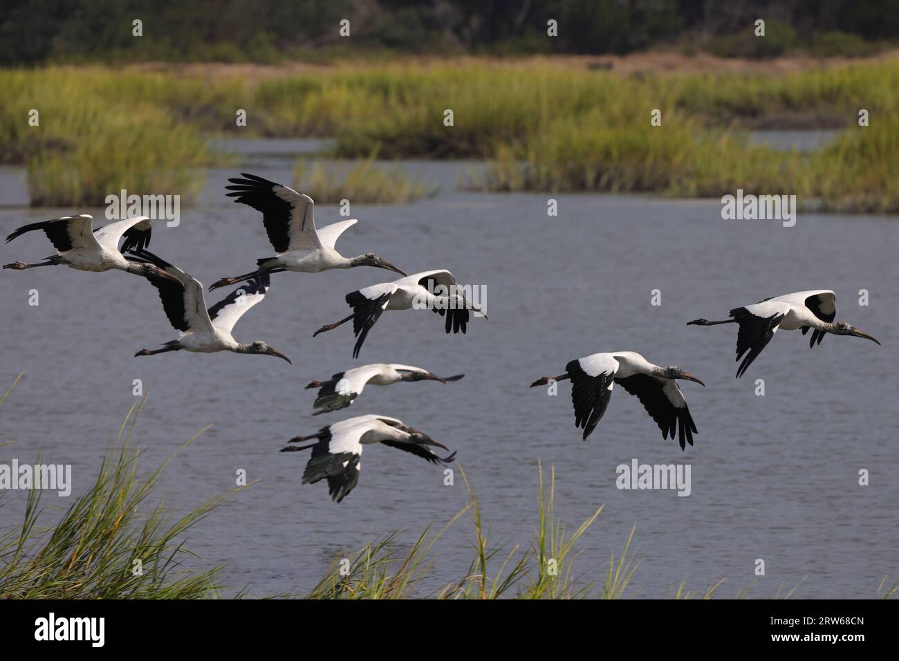 A flock of black and white birds soar gracefully above a tranquil lake ...