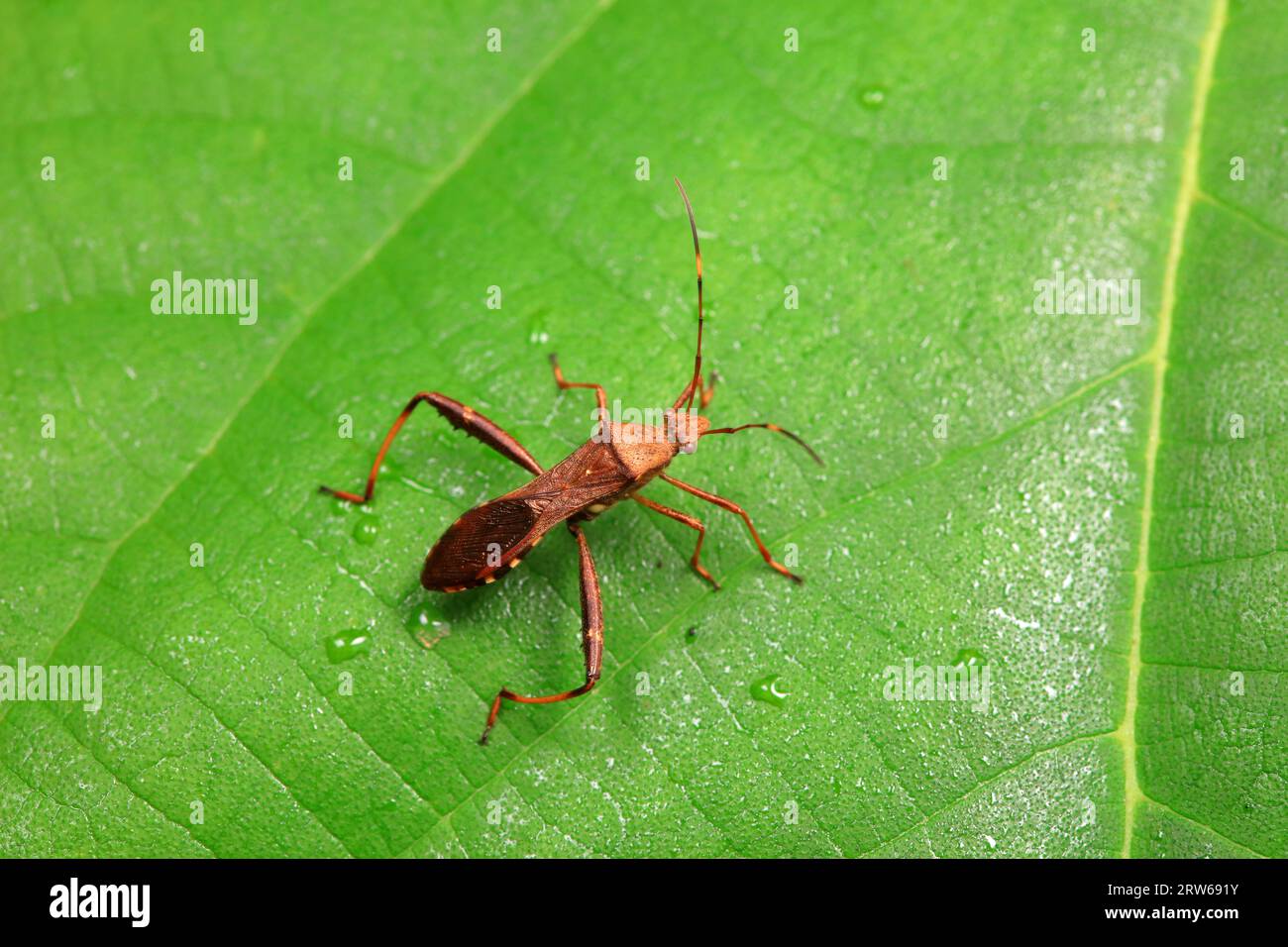 Point bee bug hi-res stock photography and images - Alamy