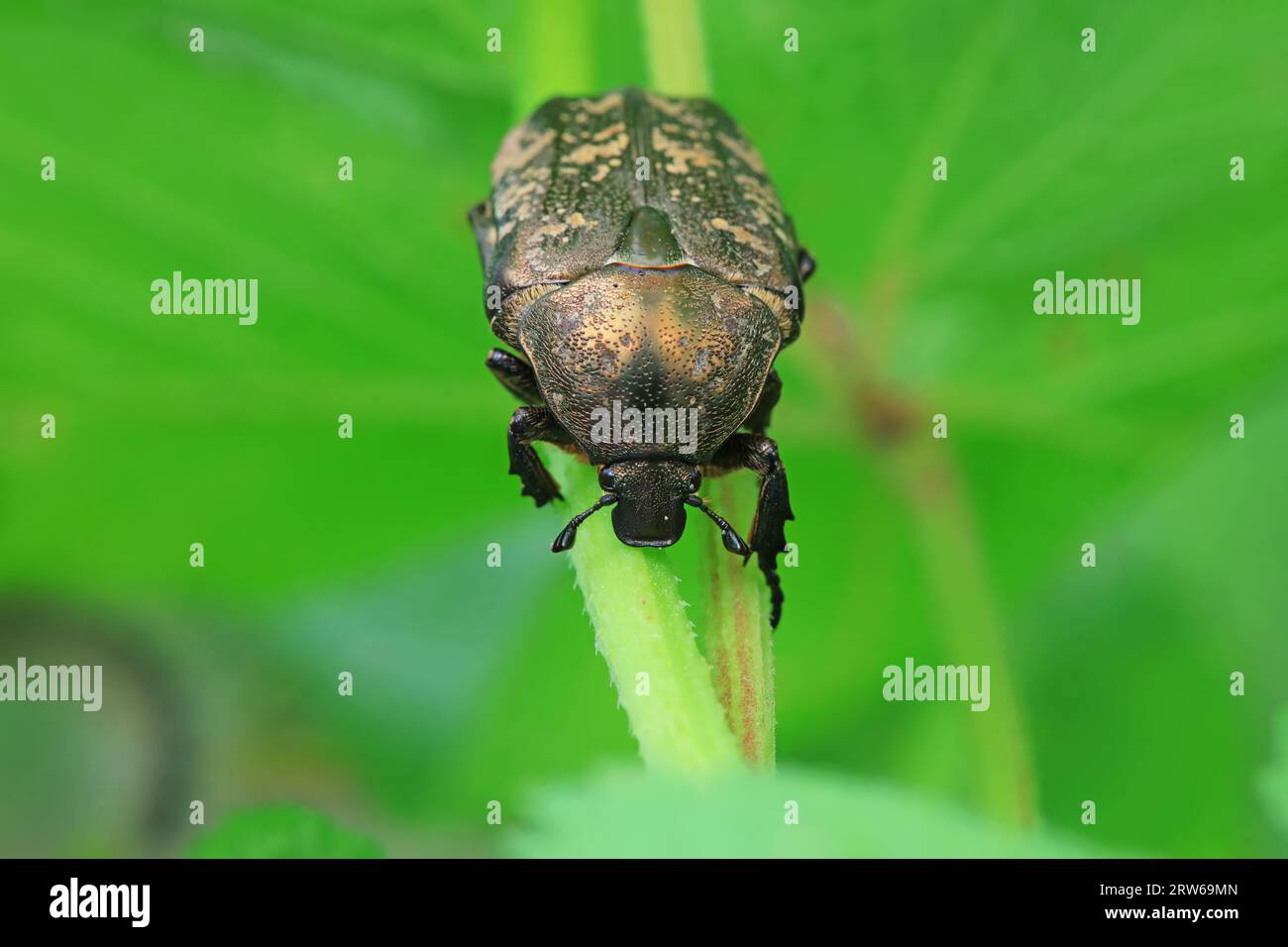 Insects north hi-res stock photography and images - Alamy