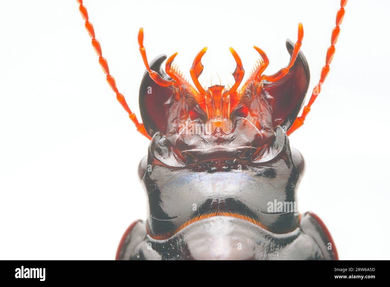 Carabidae insects in natural state, North China Stock Photo - Alamy