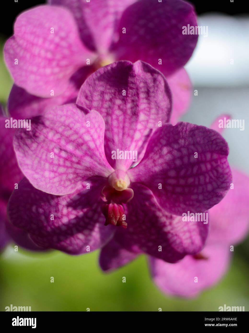 Pink siriporn vanka orchid flowers Stock Photo