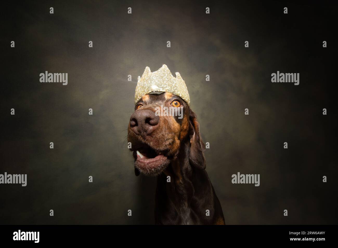 Portrait puppy dog wearing a crown. Isolated on green background. The
