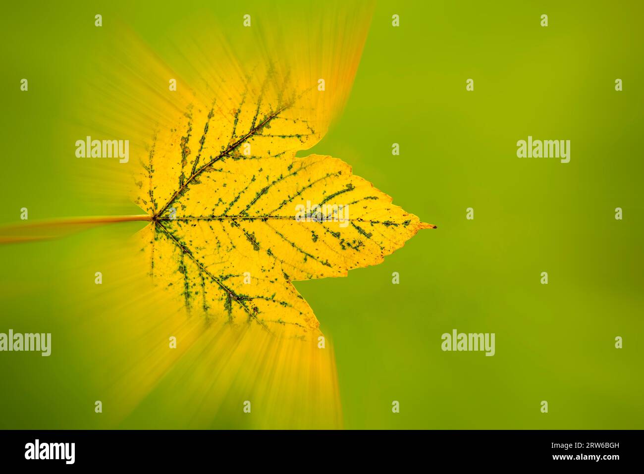 Autumn, Colored Blurred Maple Leaf On Green Background Stock Photo