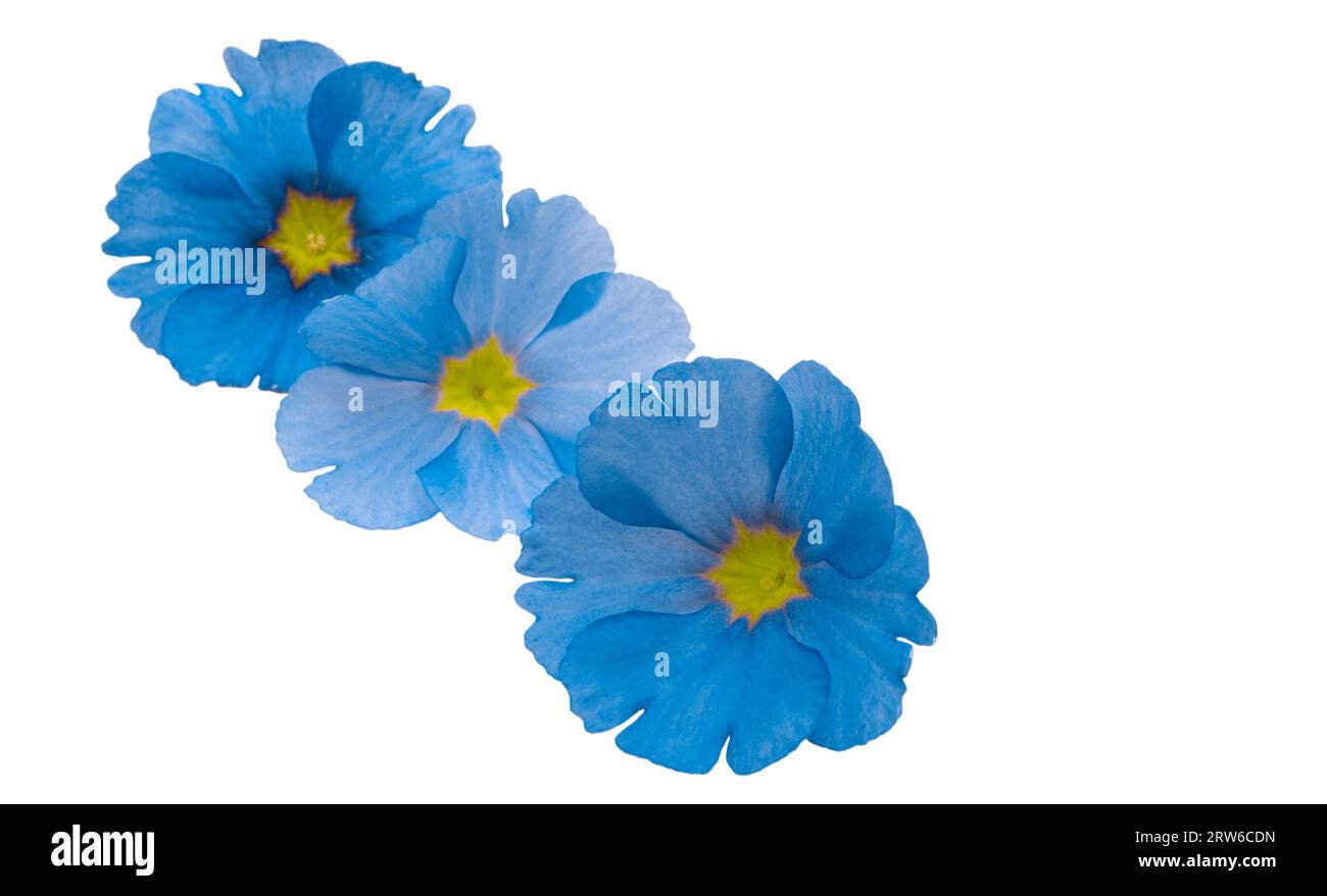 blue flower isolated on white background Stock Photo - Alamy