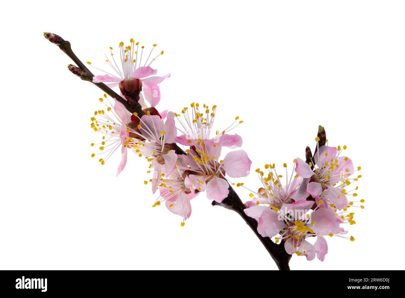 sakura flower isolated on white background Stock Photo - Alamy