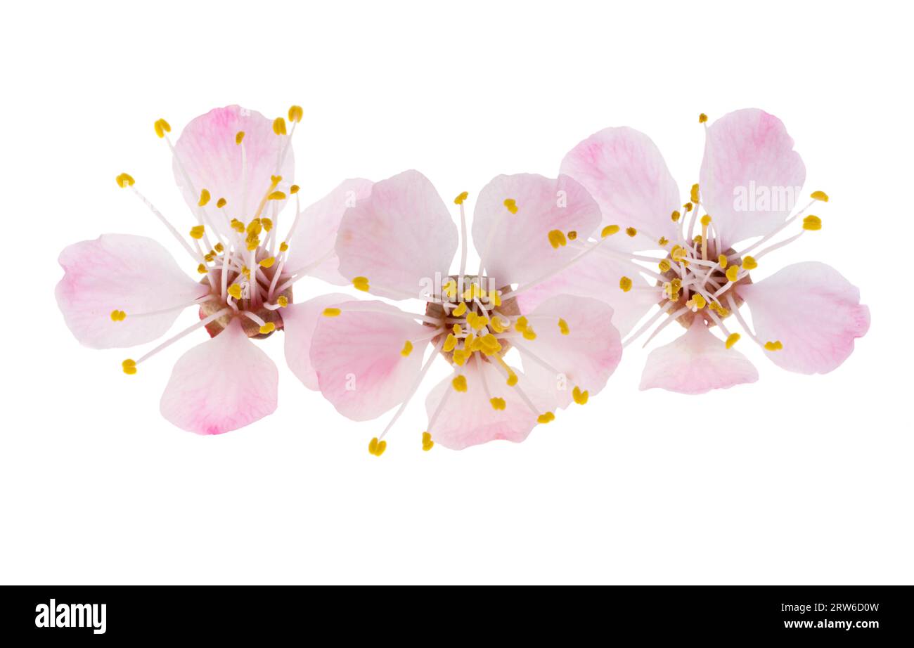 sakura flower isolated on white background Stock Photo - Alamy