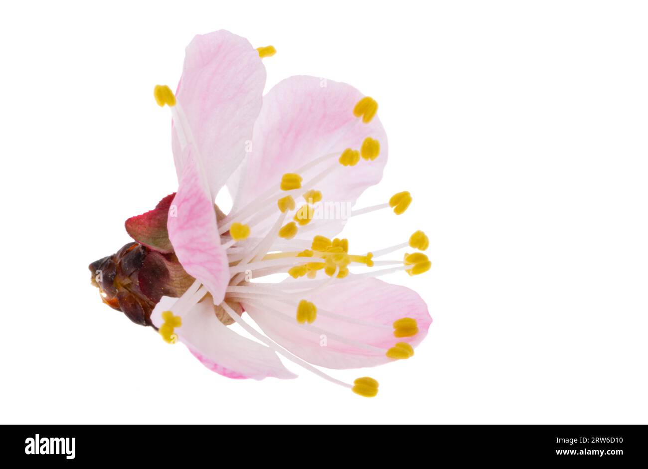 sakura flower isolated on white background Stock Photo - Alamy