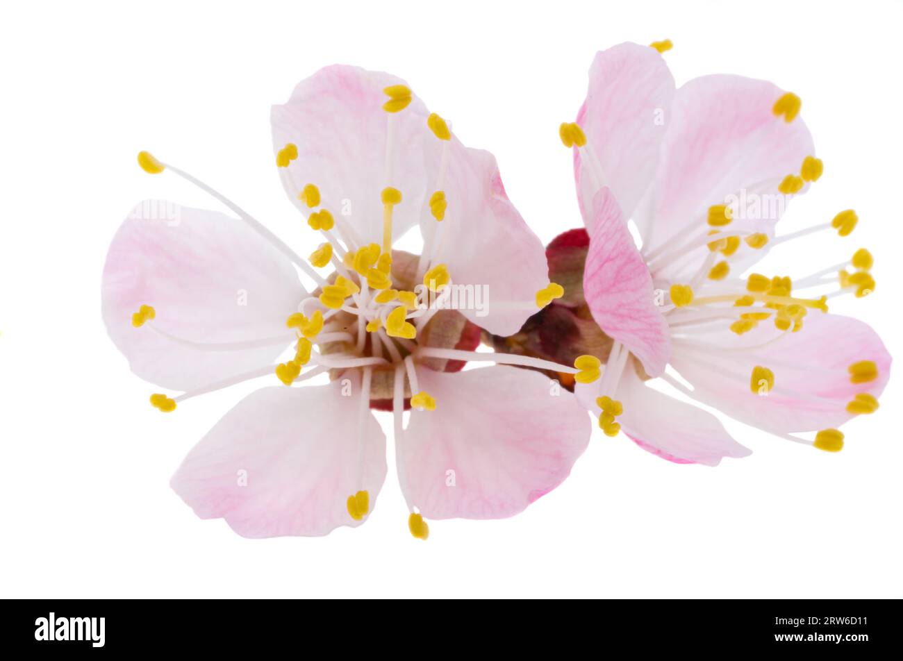 sakura flower isolated on white background Stock Photo - Alamy