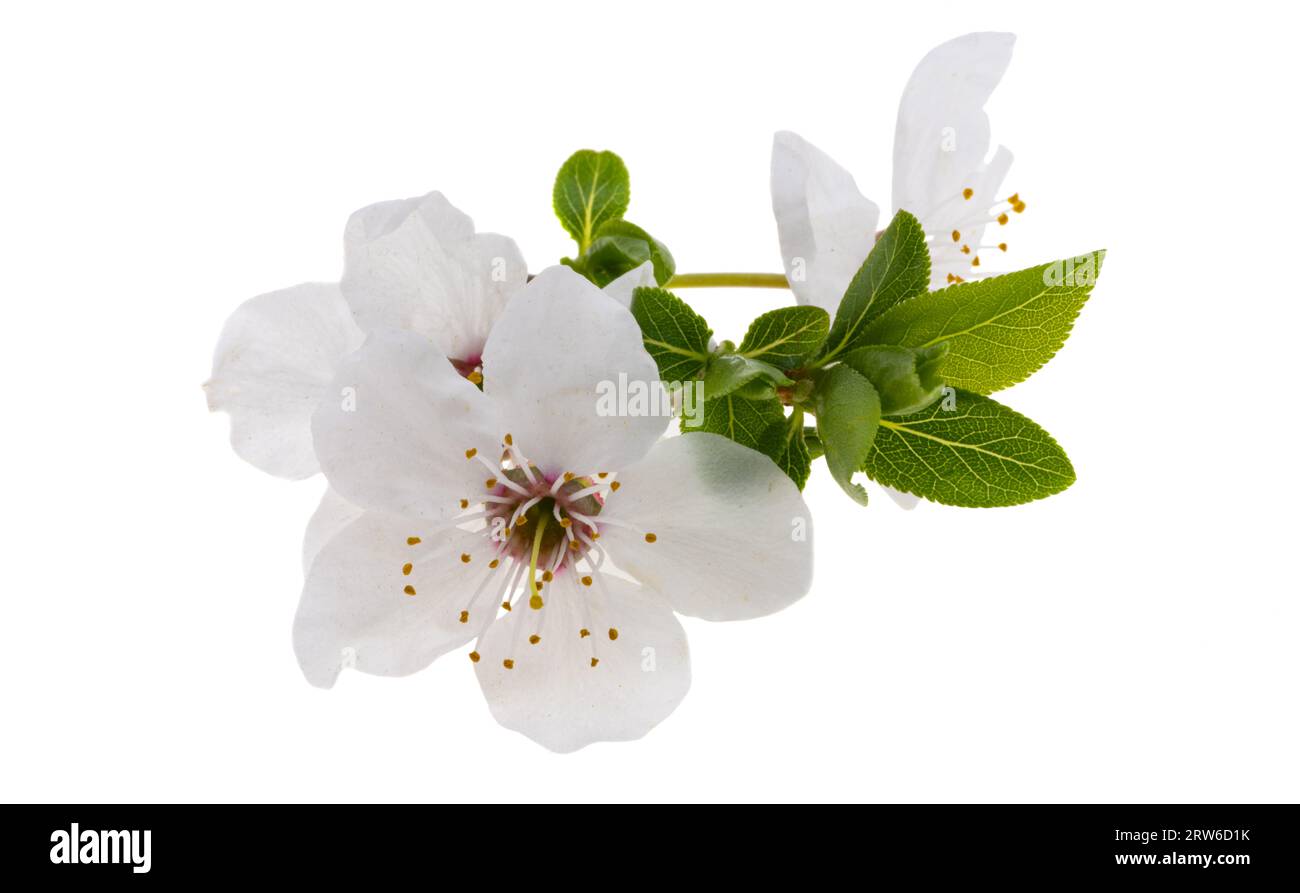 cherry flower isolated on white background Stock Photo - Alamy