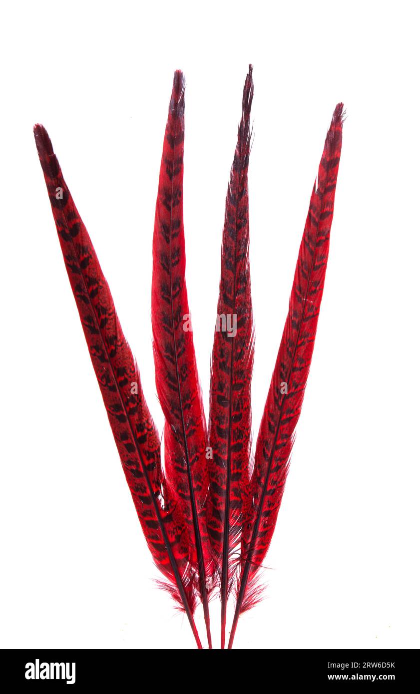 pheasant feathers isolated on white background Stock Photo - Alamy