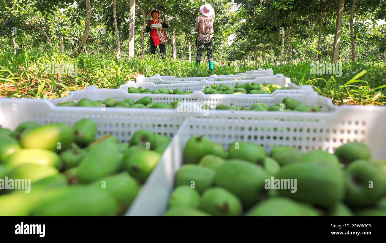 Kiwi harvest picking fruit hi-res stock photography and images - Alamy