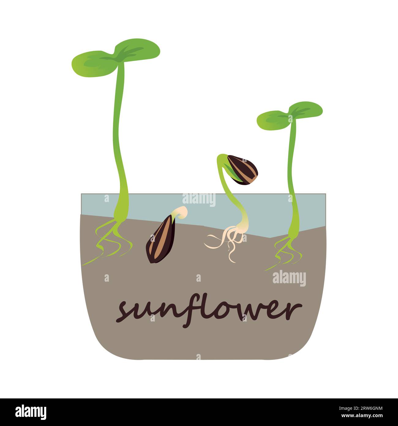 Sunflower microgreen. Green sprouts. Growing seed steps, plant growth