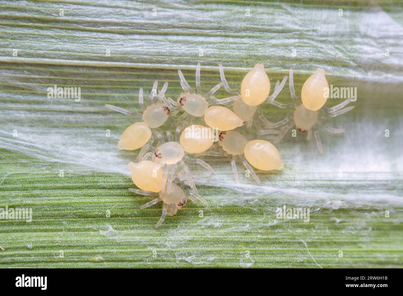 Spiders in the wild, North China Stock Photo