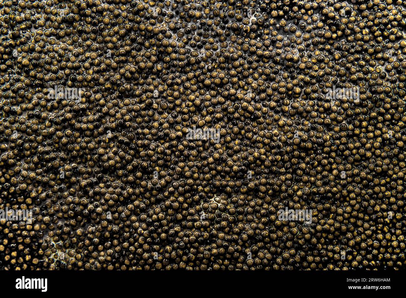 Background of Russian caviar. Stock Photo