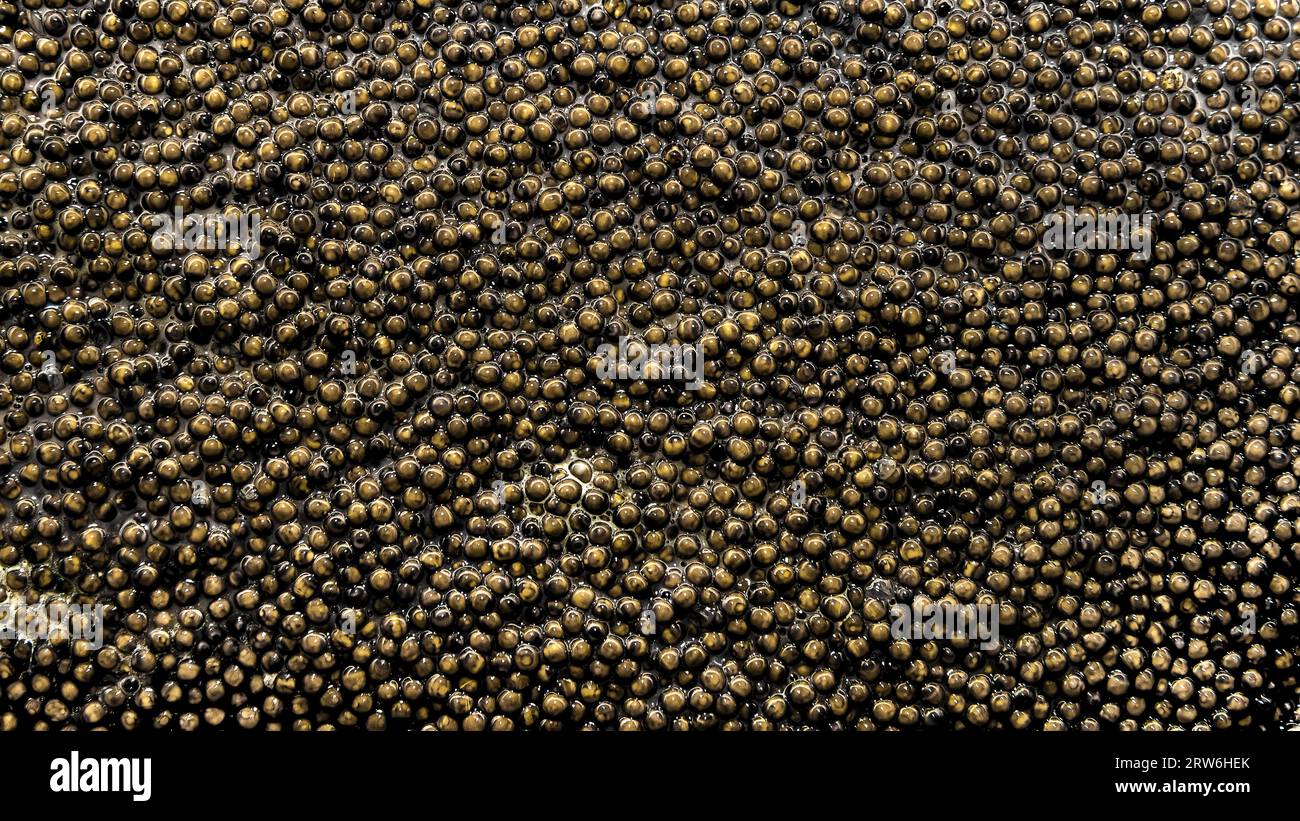 Background of Russian caviar. Stock Photo
