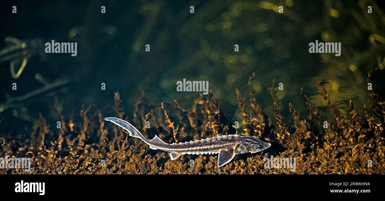 Young Russian sturgeon in their natural habitat - the river Volga river among algae. Stock Photo