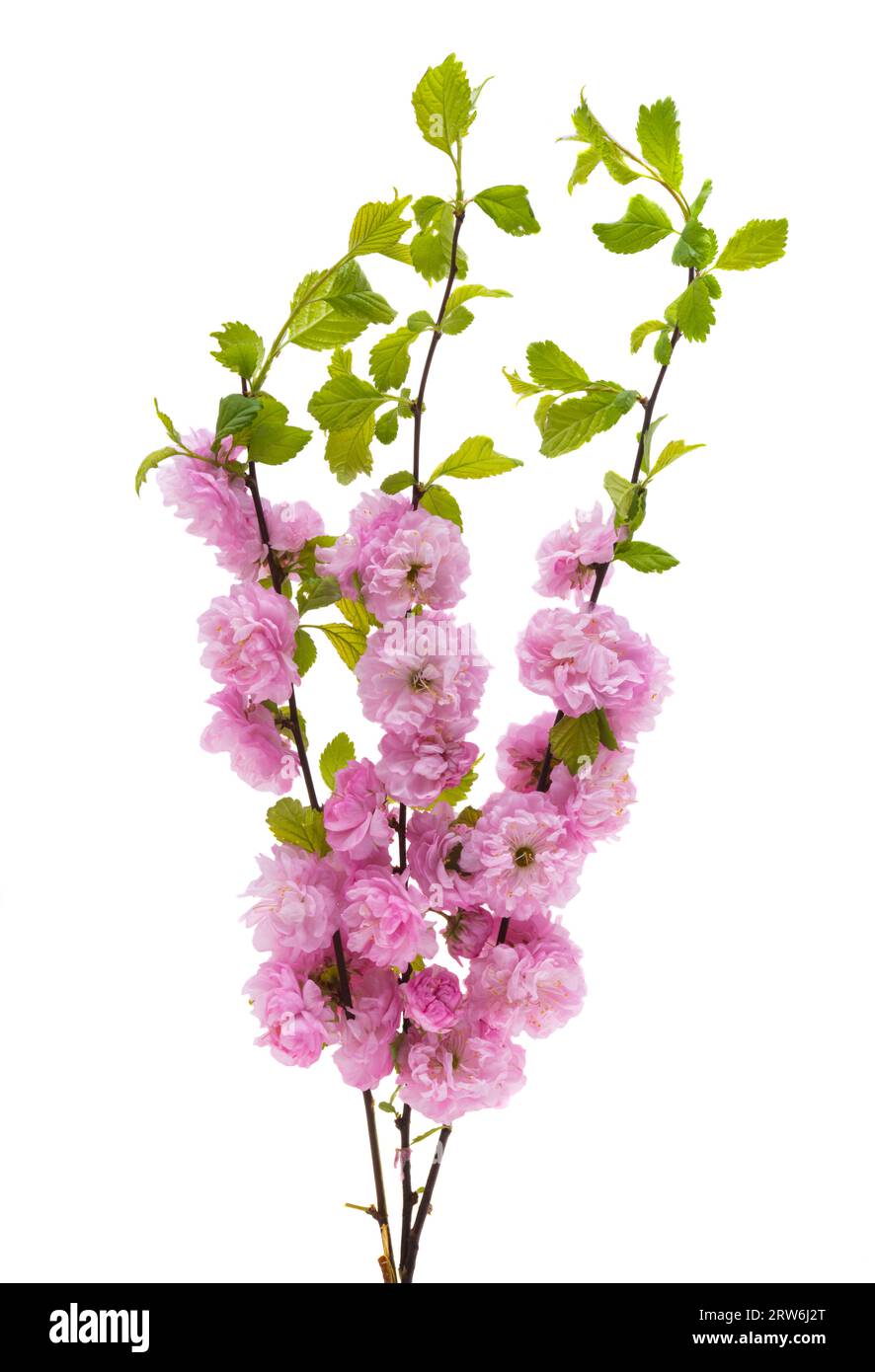 sakura flowers isolated on white background Stock Photo - Alamy