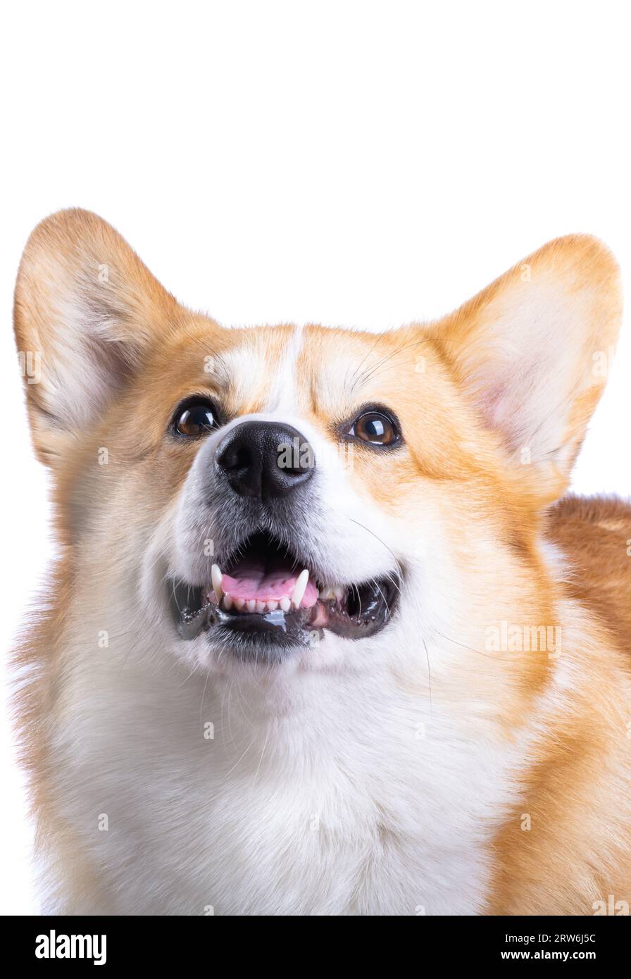 welsh corgi pembroke isolated on white background Stock Photo - Alamy