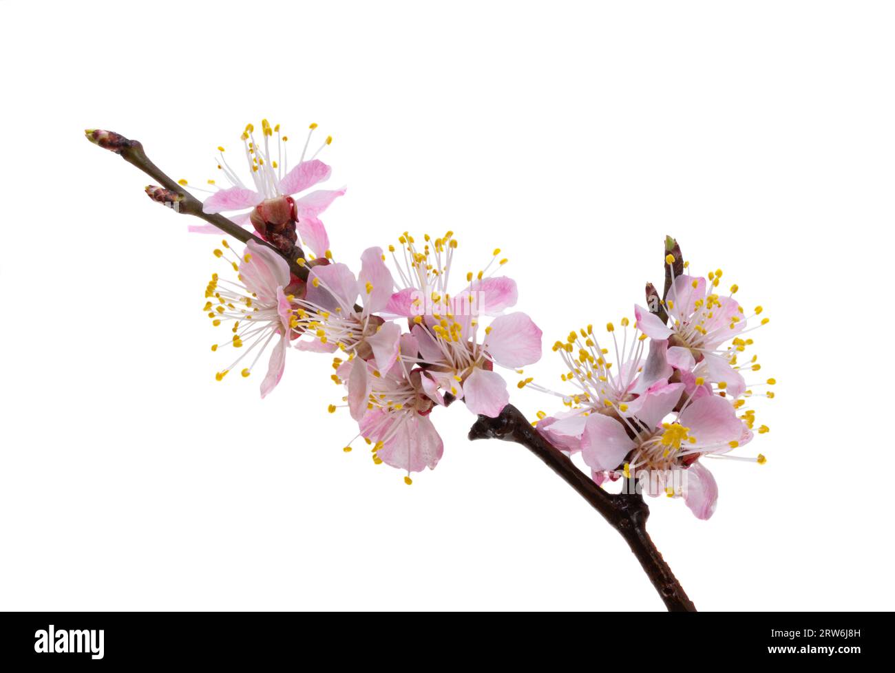 sakura flowers isolated on white background Stock Photo - Alamy