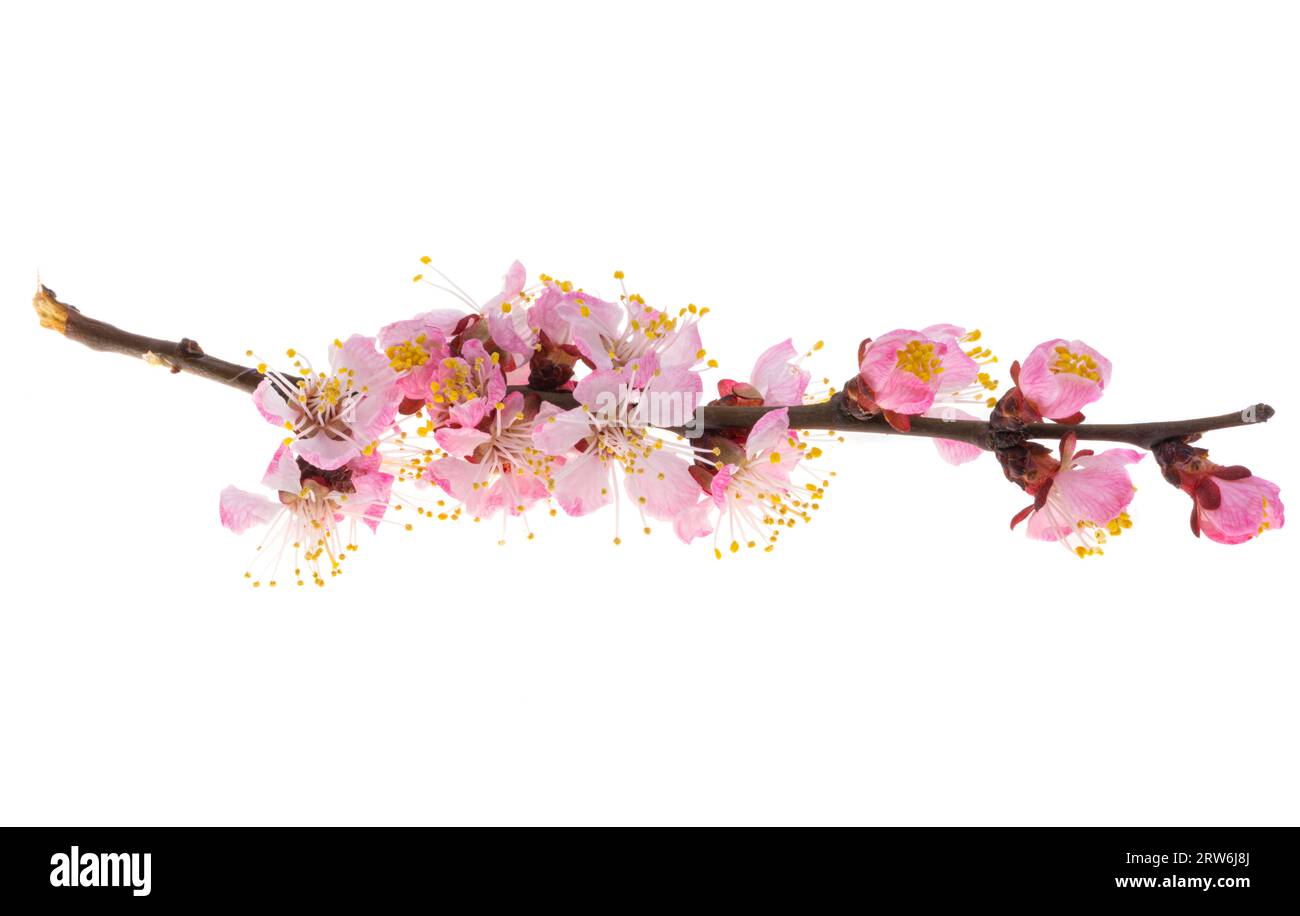 sakura flowers isolated on white background Stock Photo - Alamy