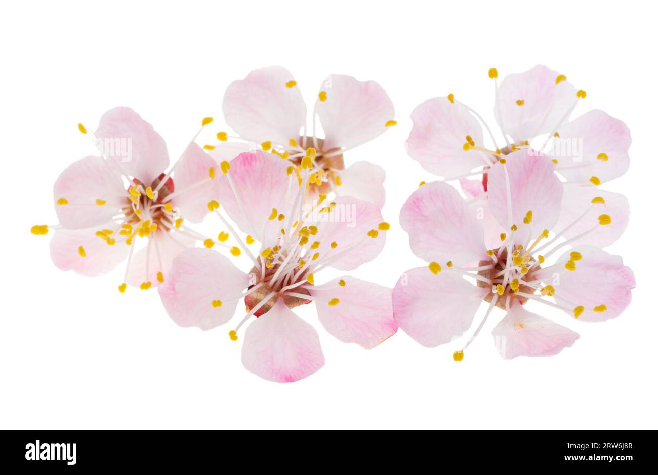 sakura flowers isolated on white background Stock Photo - Alamy