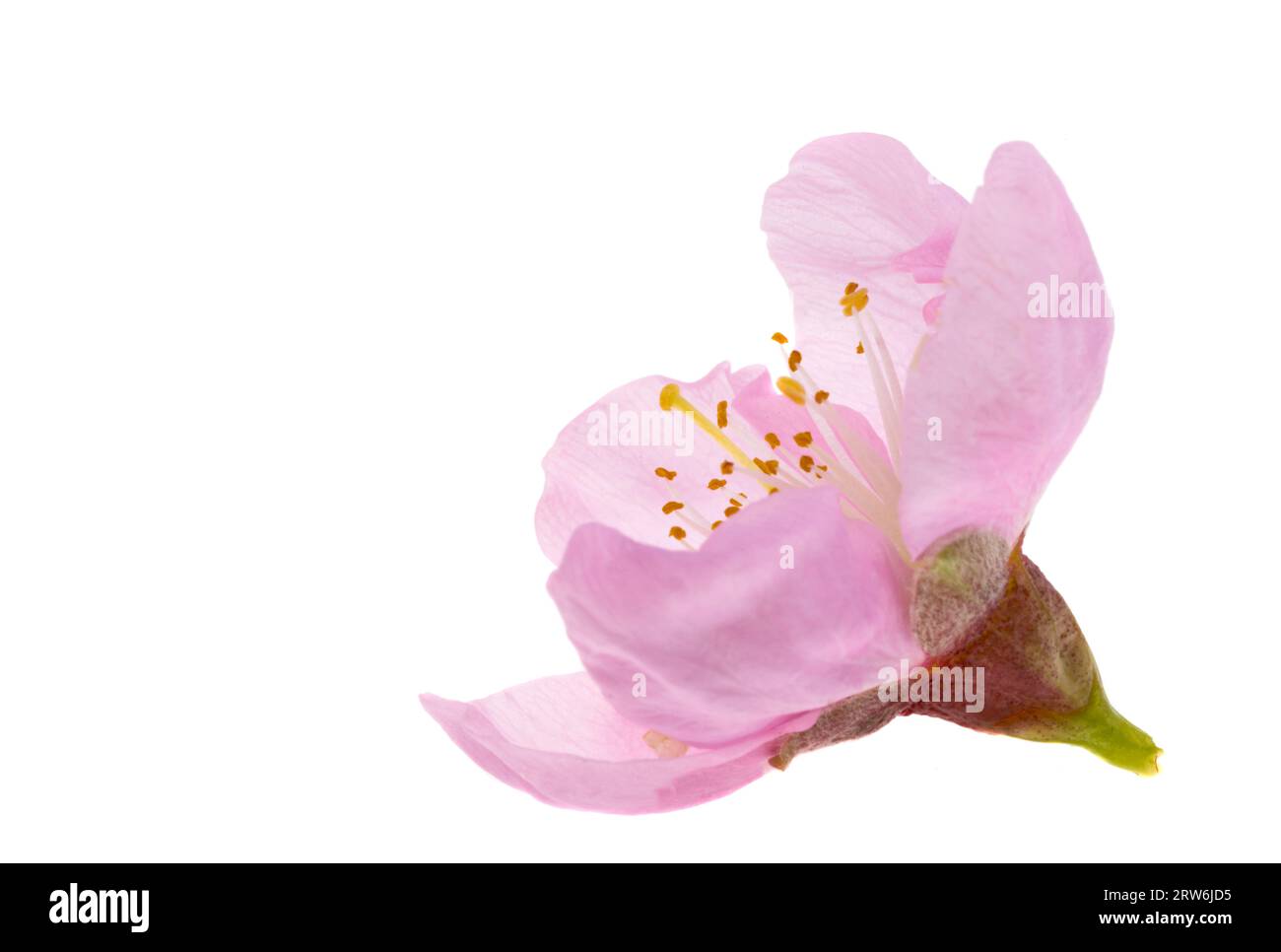sakura flowers isolated on white background Stock Photo - Alamy