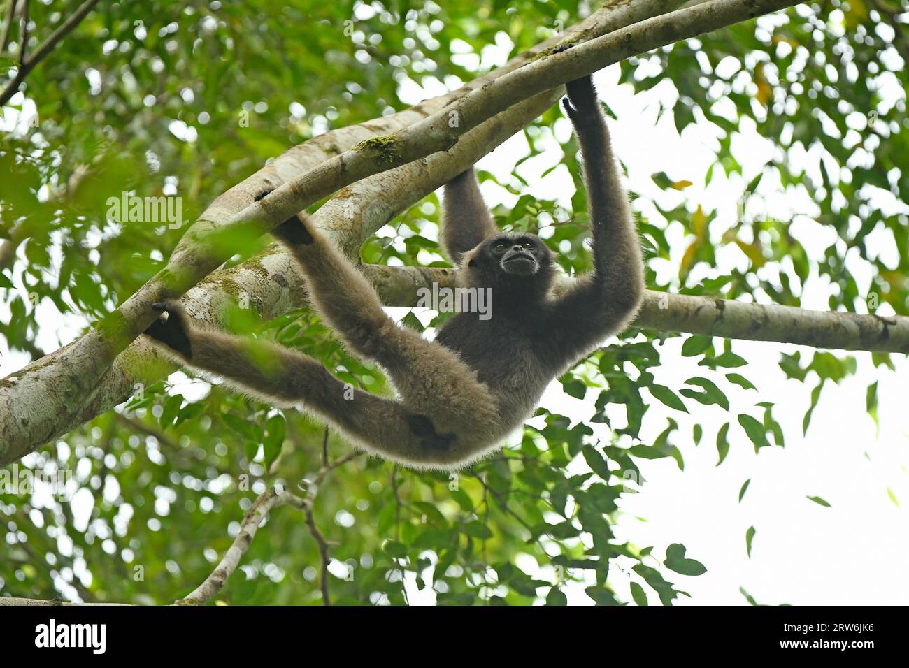 Bornean Gibbon (Hylobates muelleri) haging upside down from tree branches, Sabah, Borneo, Malaysia Stock Photo