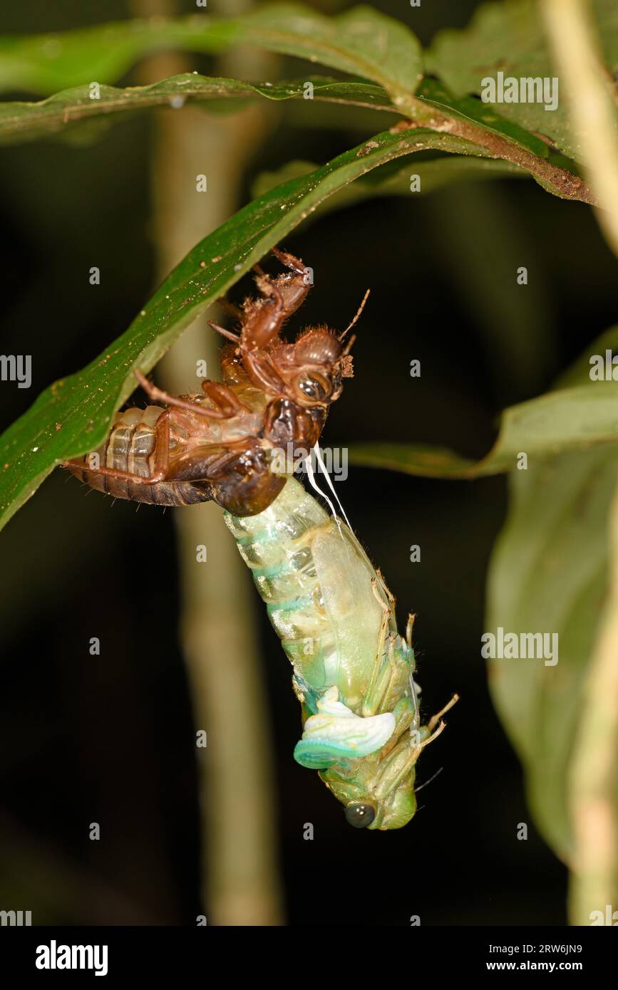 Cicada hatching emerging from pupa, Sabah, Borneo, Malaysia Stock Photo