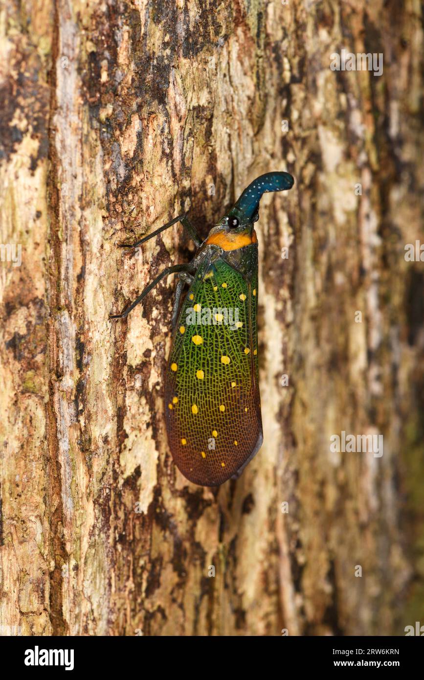 Pyrops hi-res stock photography and images - Alamy
