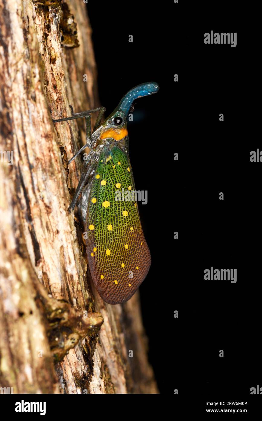 Pyrops hi-res stock photography and images - Alamy