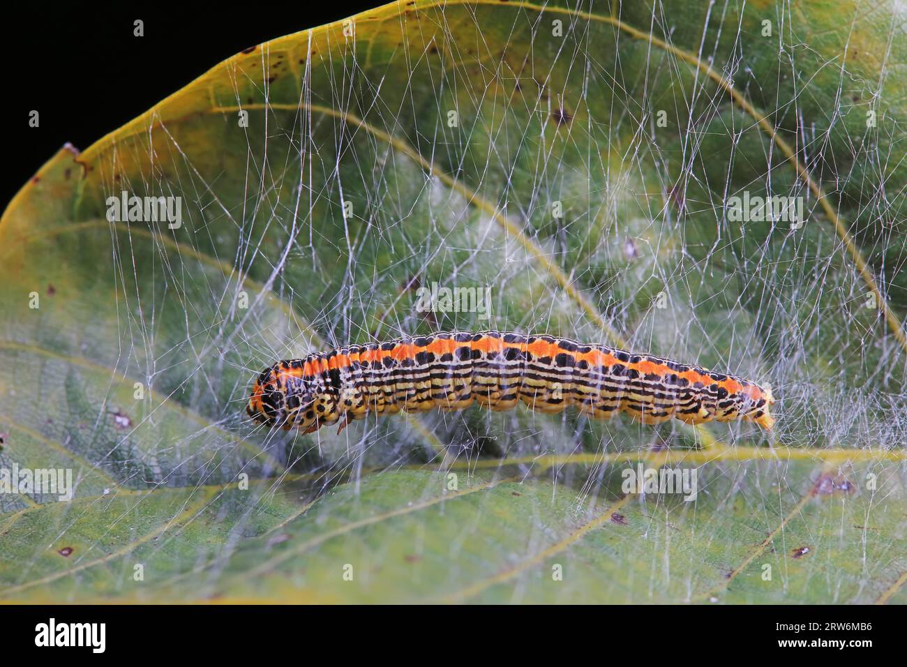 Lepidoptera larvae in the wild, North China Stock Photo