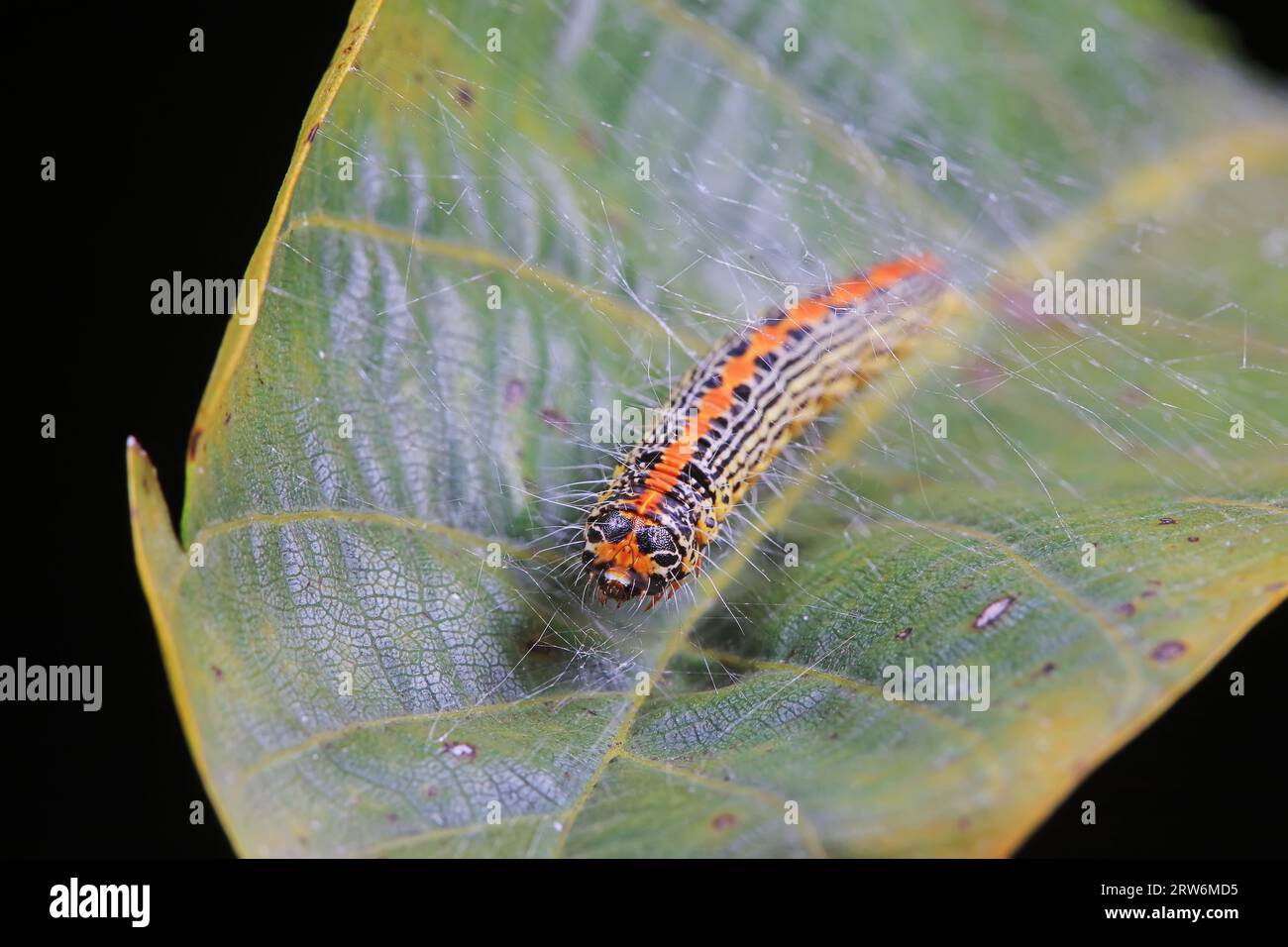 Lepidoptera larvae in the wild, North China Stock Photo