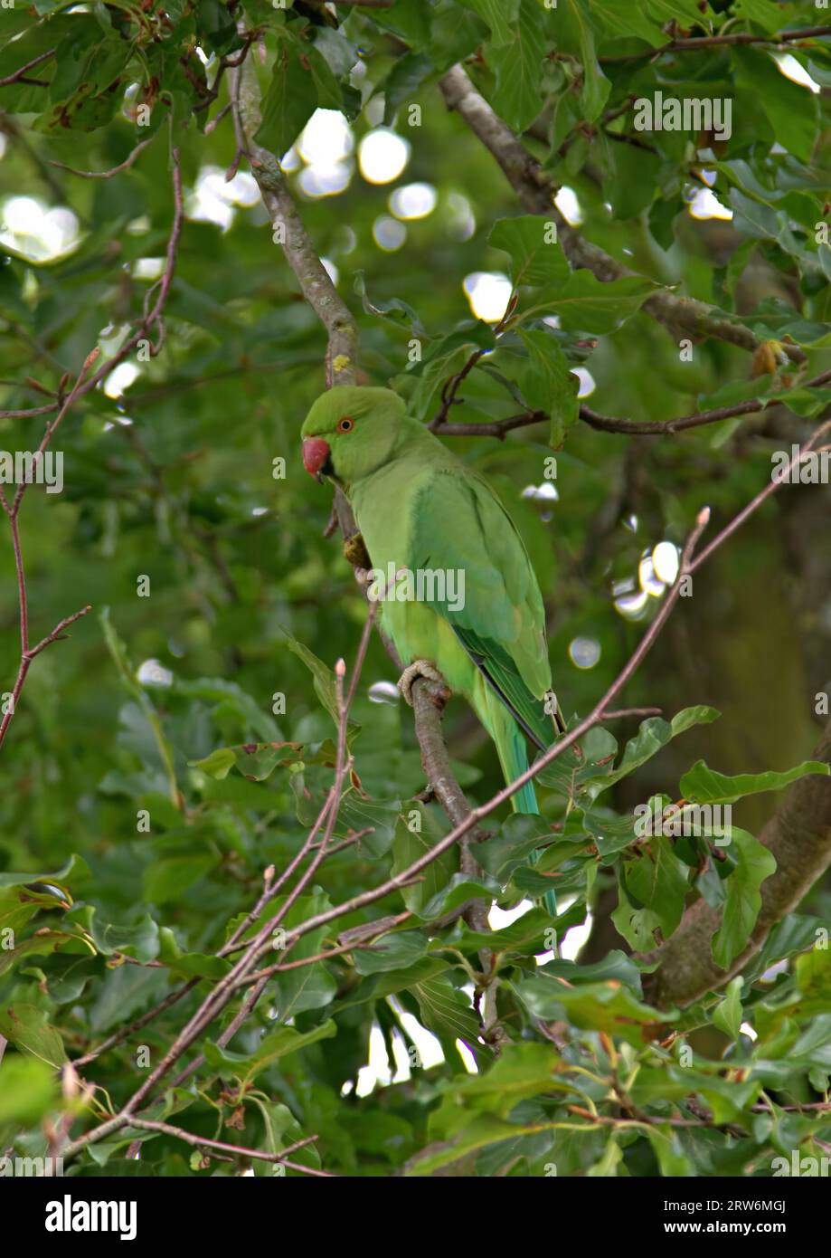 Green parakeets living wild in London's parks and gardens Stock Photo