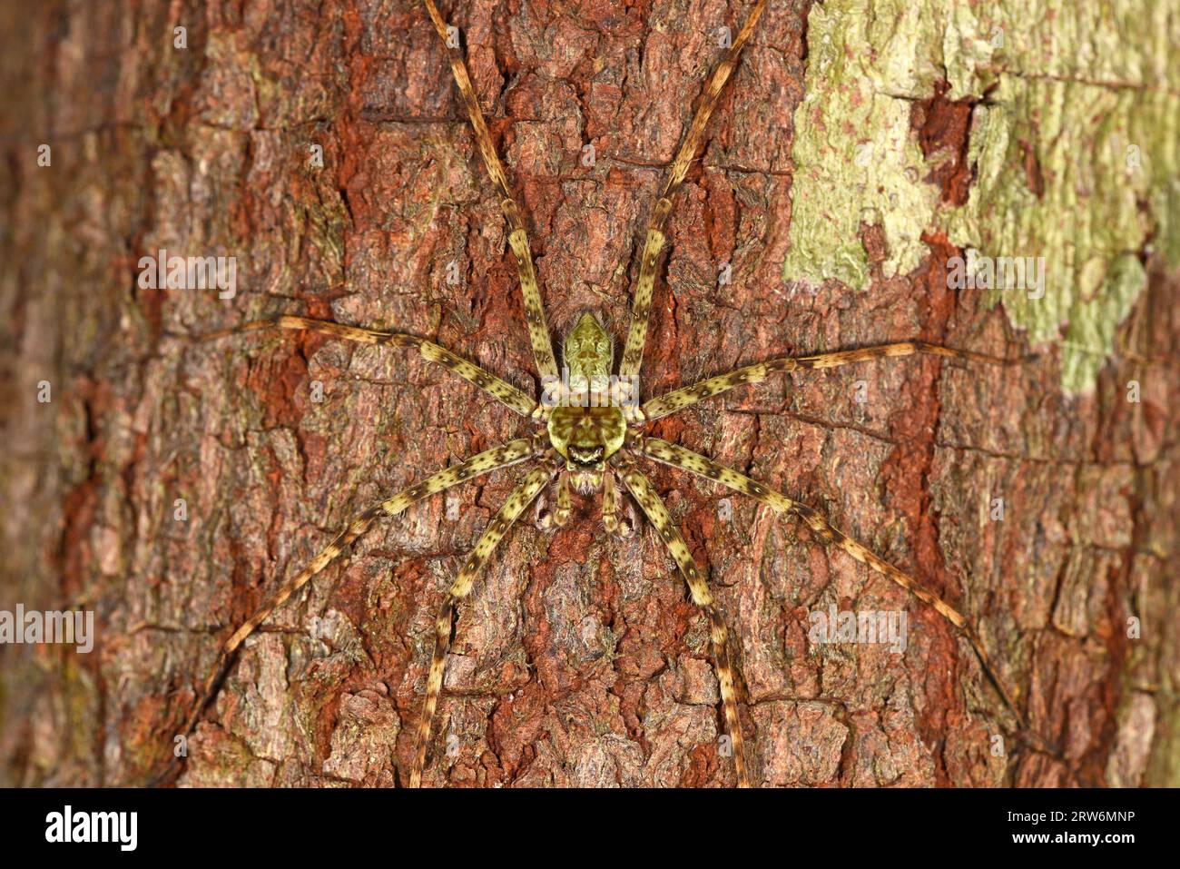 Lichen Huntsman Spider (Heteropoda boiei) resting on tree trunk, camouflaged, Danum, Sabah, Borneo, Malaysia Stock Photo