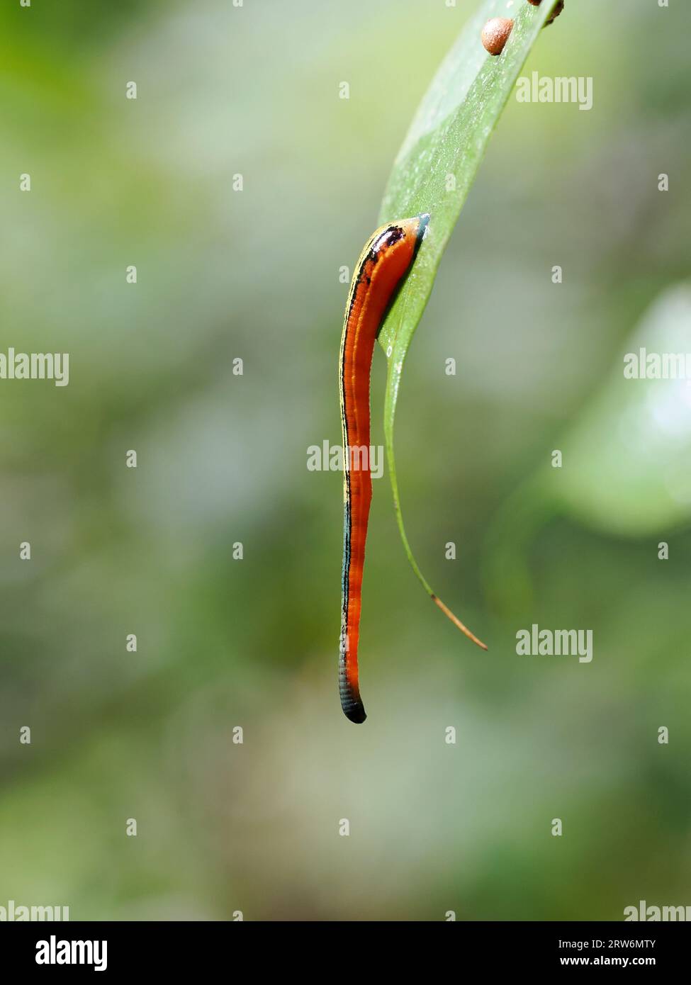Tiger Leech or Stnging Land Leech (Haemadipsa picta) clinging to green leaf, rainforest, Borneo, Malaysia Stock Photo