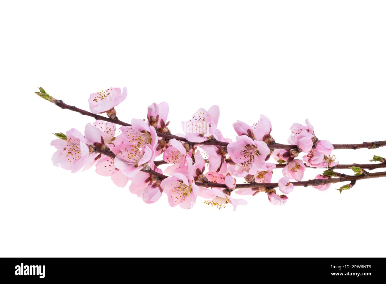 sakura flowers isolated on white background Stock Photo - Alamy