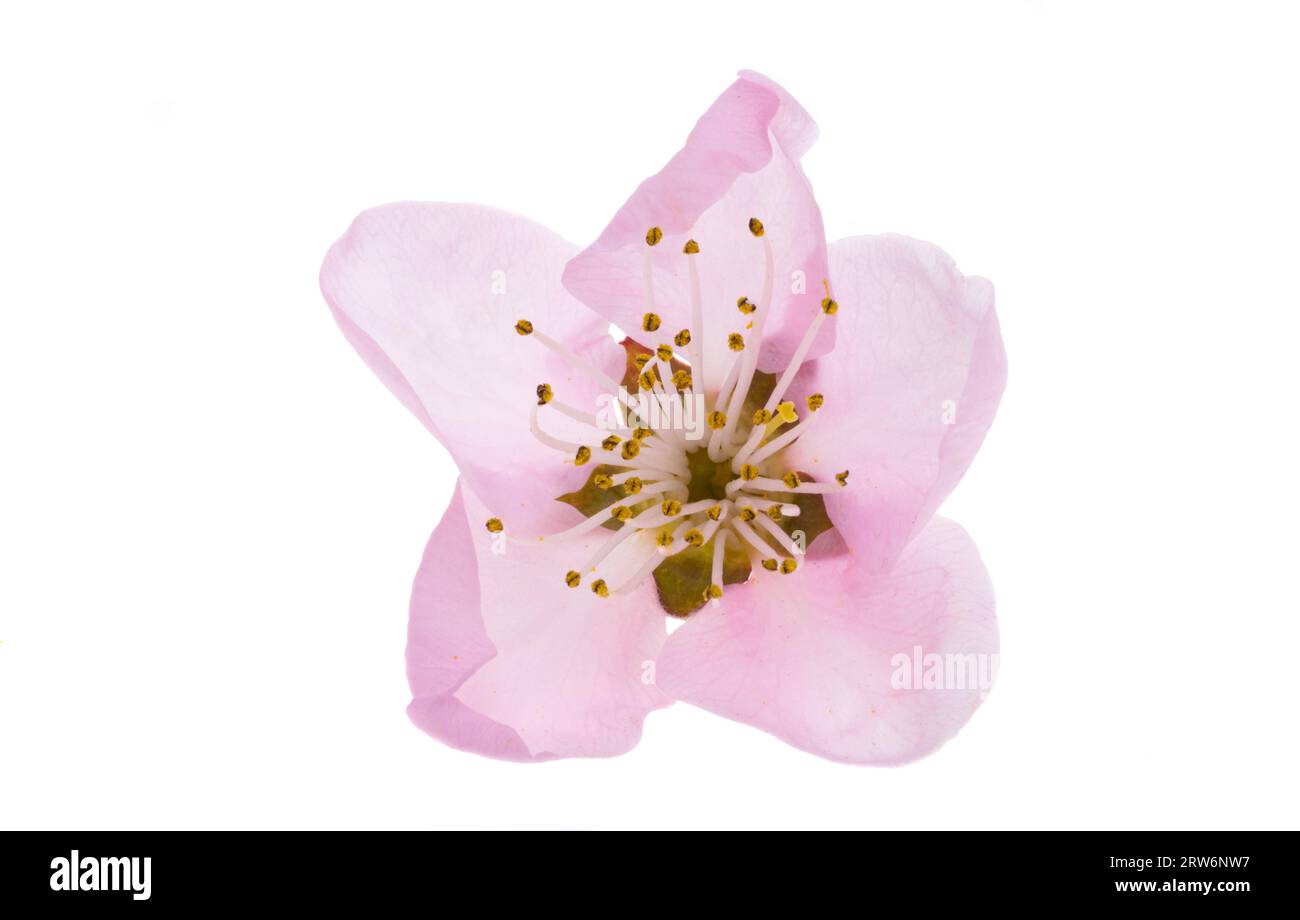 sakura flowers isolated on white background Stock Photo - Alamy