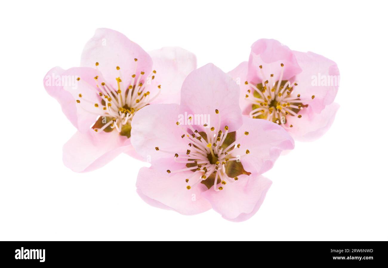 sakura flowers isolated on white background Stock Photo - Alamy