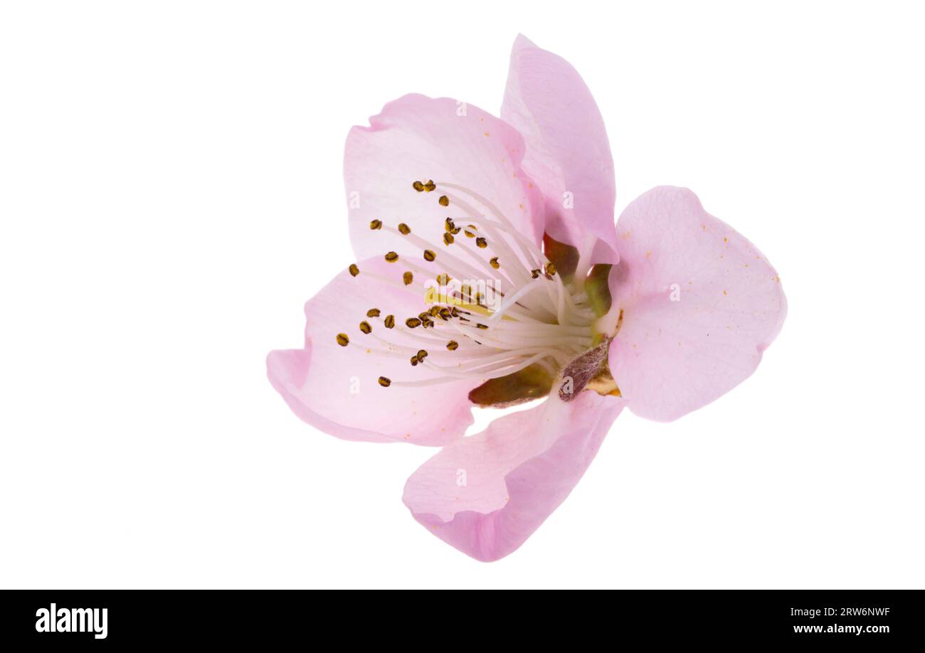 sakura flowers isolated on white background Stock Photo - Alamy