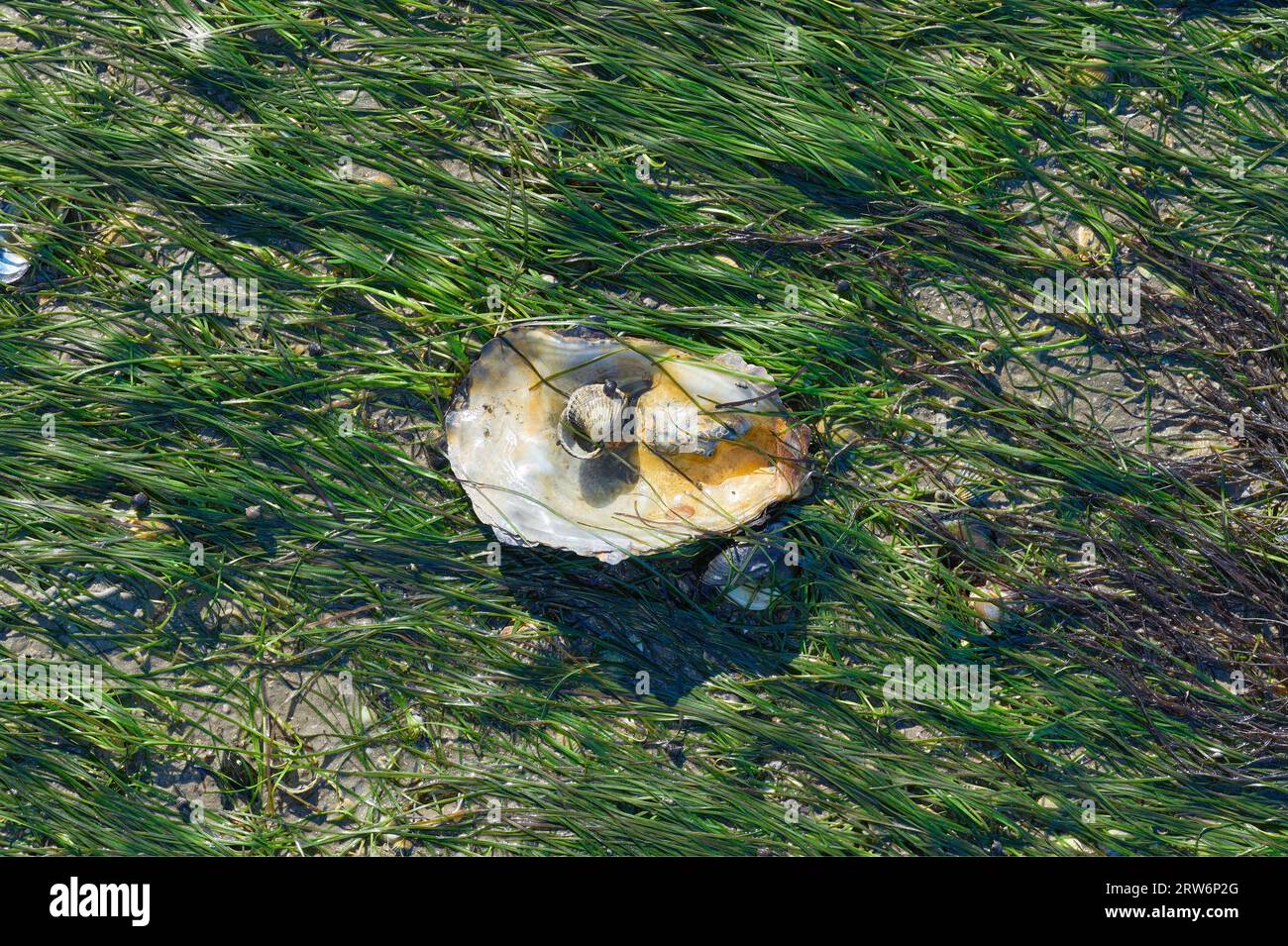 Oyster Shell on Seagrass (Zostera noltii),North Sea,Wattenmeer National Park,Germany Stock Photo