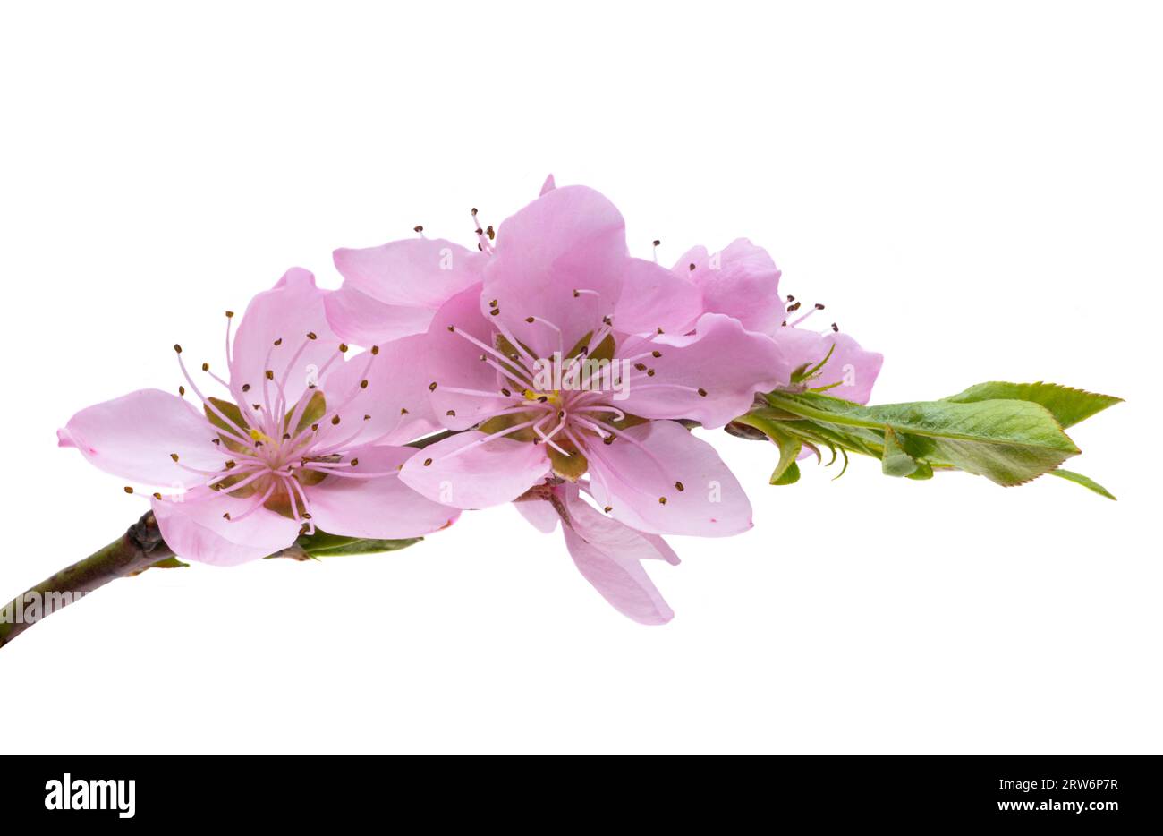 sakura flowers isolated on white background Stock Photo - Alamy