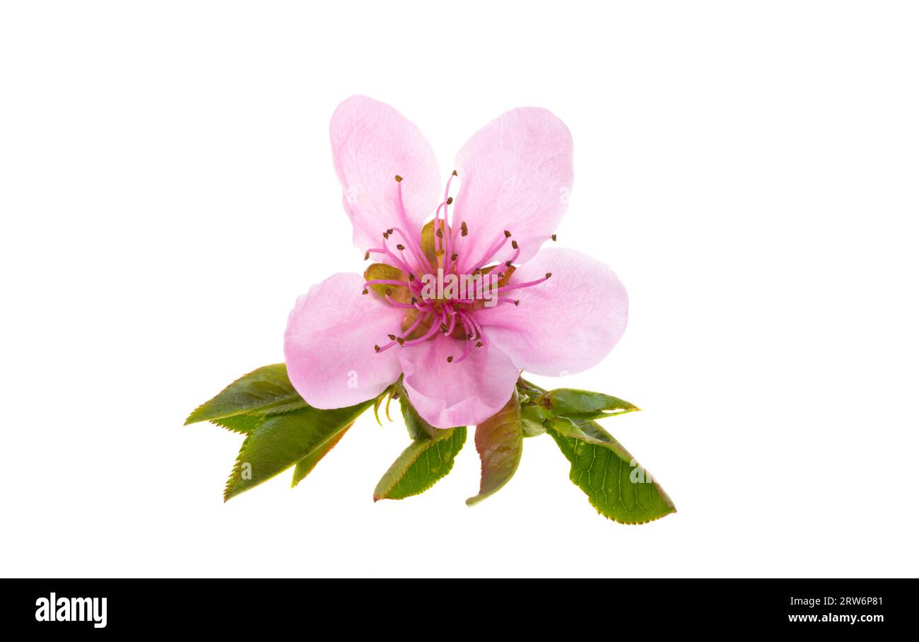 sakura flowers isolated on white background Stock Photo - Alamy