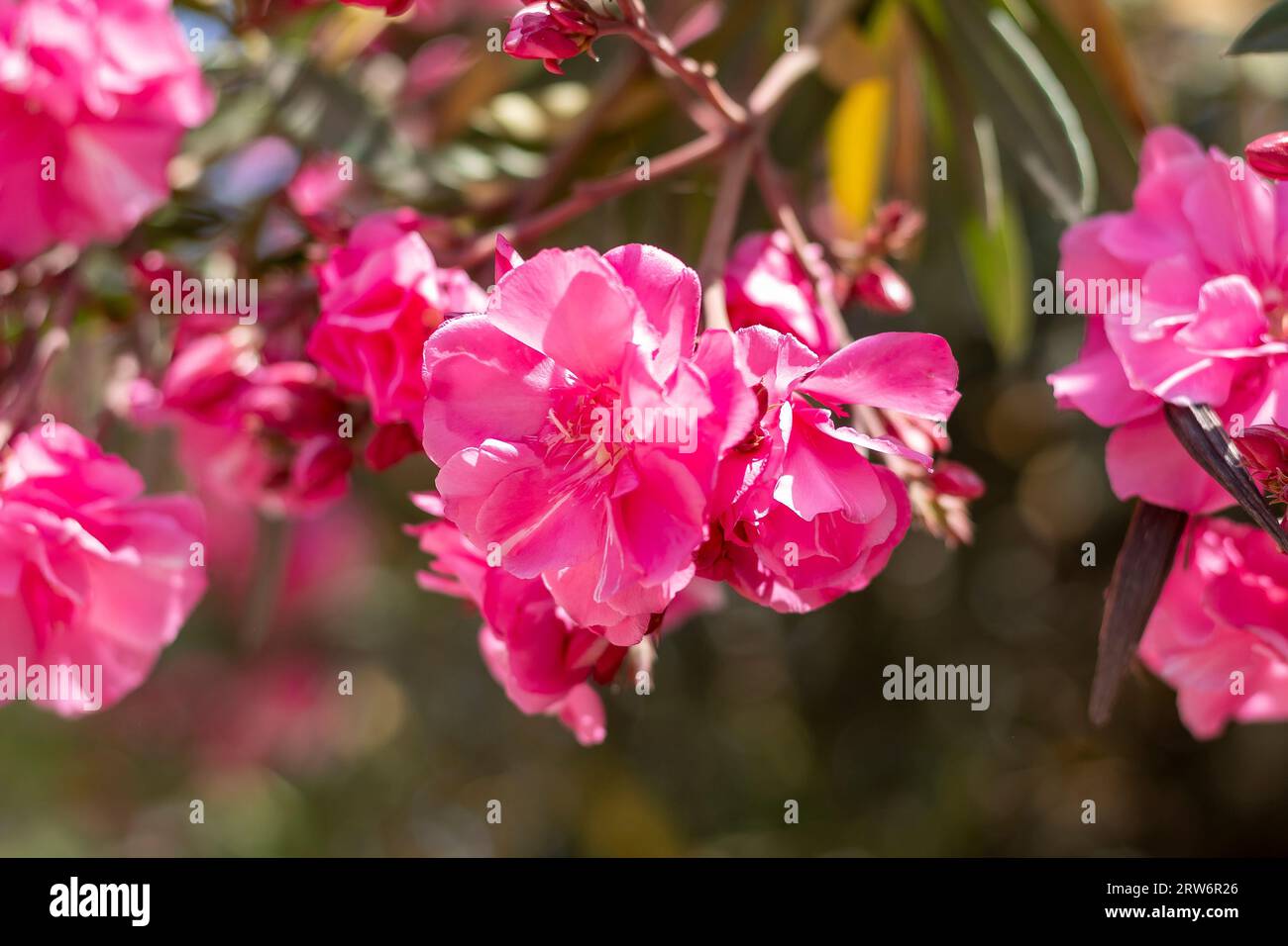 Purple flowers with sunlight reflecting from it Stock Photo - Alamy
