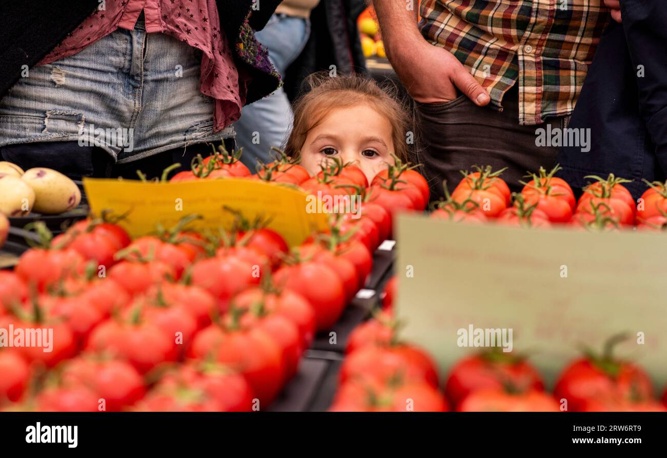 Harrogate, UK. 17th Sep, 2023. A little girl checks out the winning tomatoes on the last day of