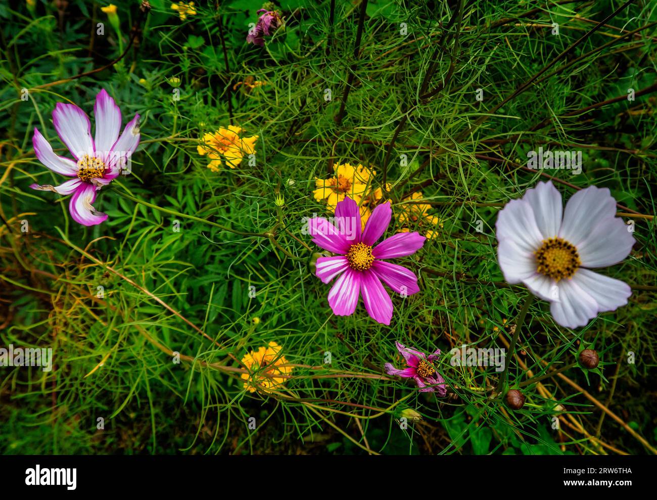 Roadway bloom hi-res stock photography and images - Alamy